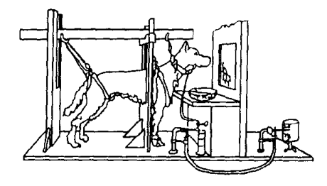 Pavlov’s_conditioning_experiment.png